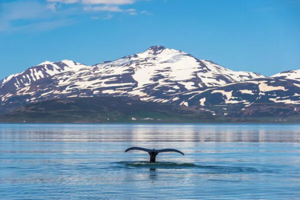 De staart van een duikende walvis steekt boven het rimpelloze water van een fjord uit tegen een decor van met sneeuw bedekte bergen in IJsland.