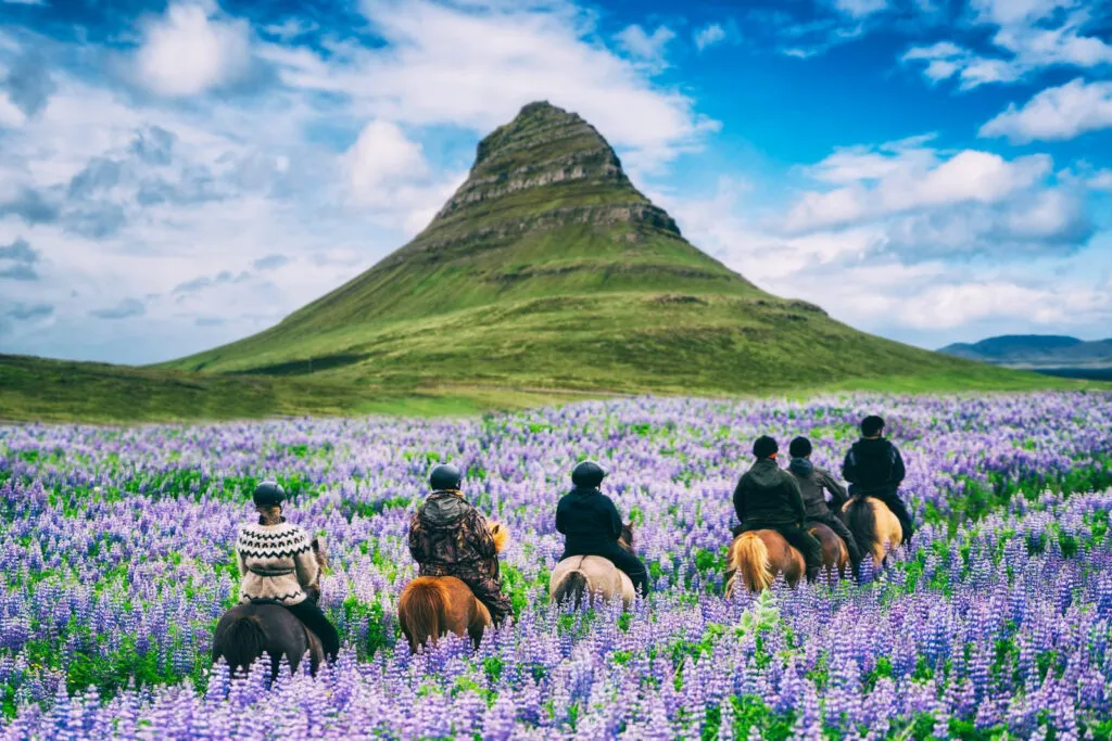 Een groep ruiters rijdt op paarden door een paars veld van lupinen met de iconische berg Kirkjufell op de achtergrond.