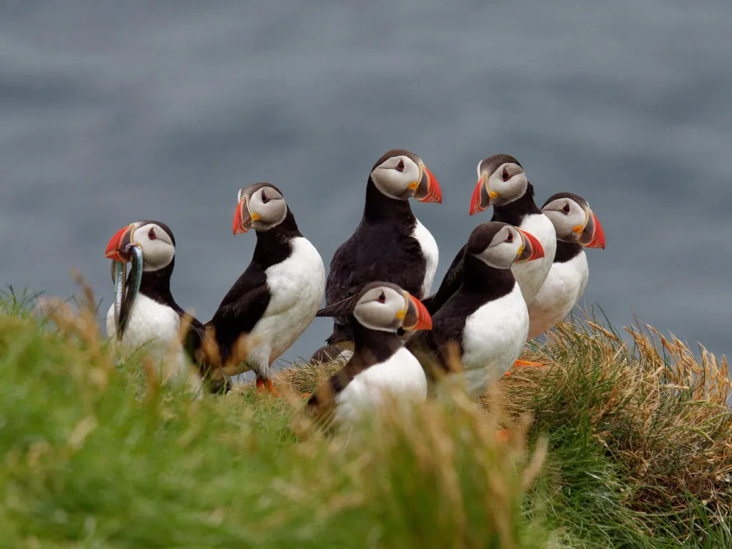 Een groepje papegaaiduikers in IJslands landschap