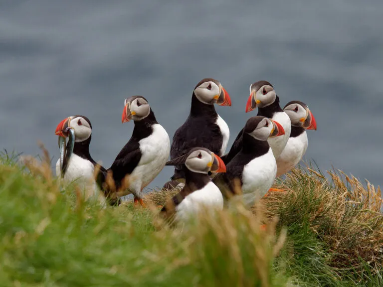Een groepje papegaaiduikers in IJslands landschap