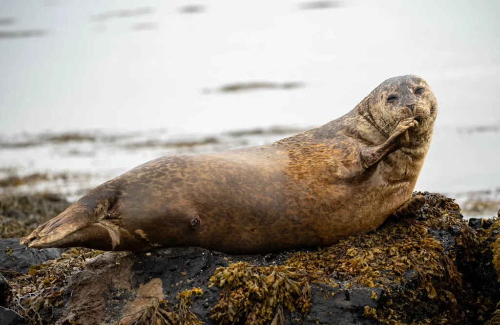 Een schattige zeehond ligt ontspannen en lachend op een rots langs de kust van IJsland.