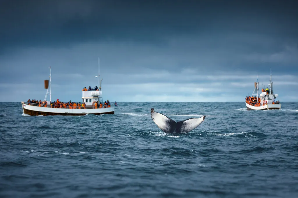 Een walvisstaart steekt boven het zeewater uit vlak bij een excursieboot tijdens het walvissen spotten in IJsland.
