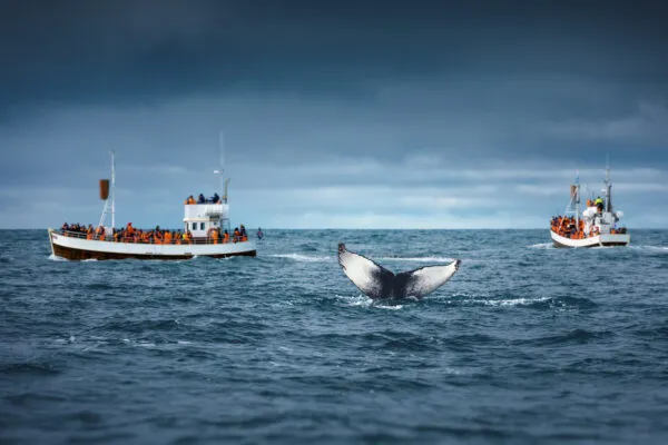 Een walvisstaart steekt boven het zeewater uit vlak bij een excursieboot tijdens het walvissen spotten in IJsland.