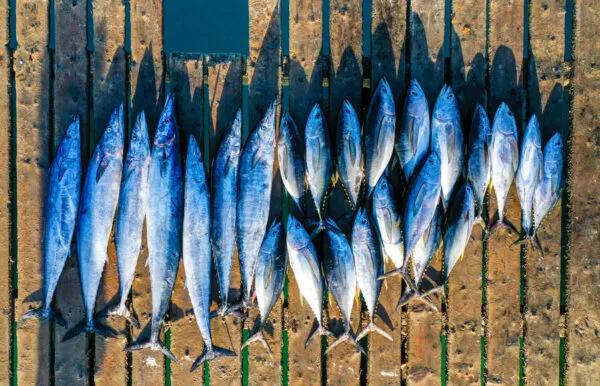 Vers gevangen tonijn en wahoo op een rij op de houten pier van Santa Maria op het eiland Sal, Kaapverdië