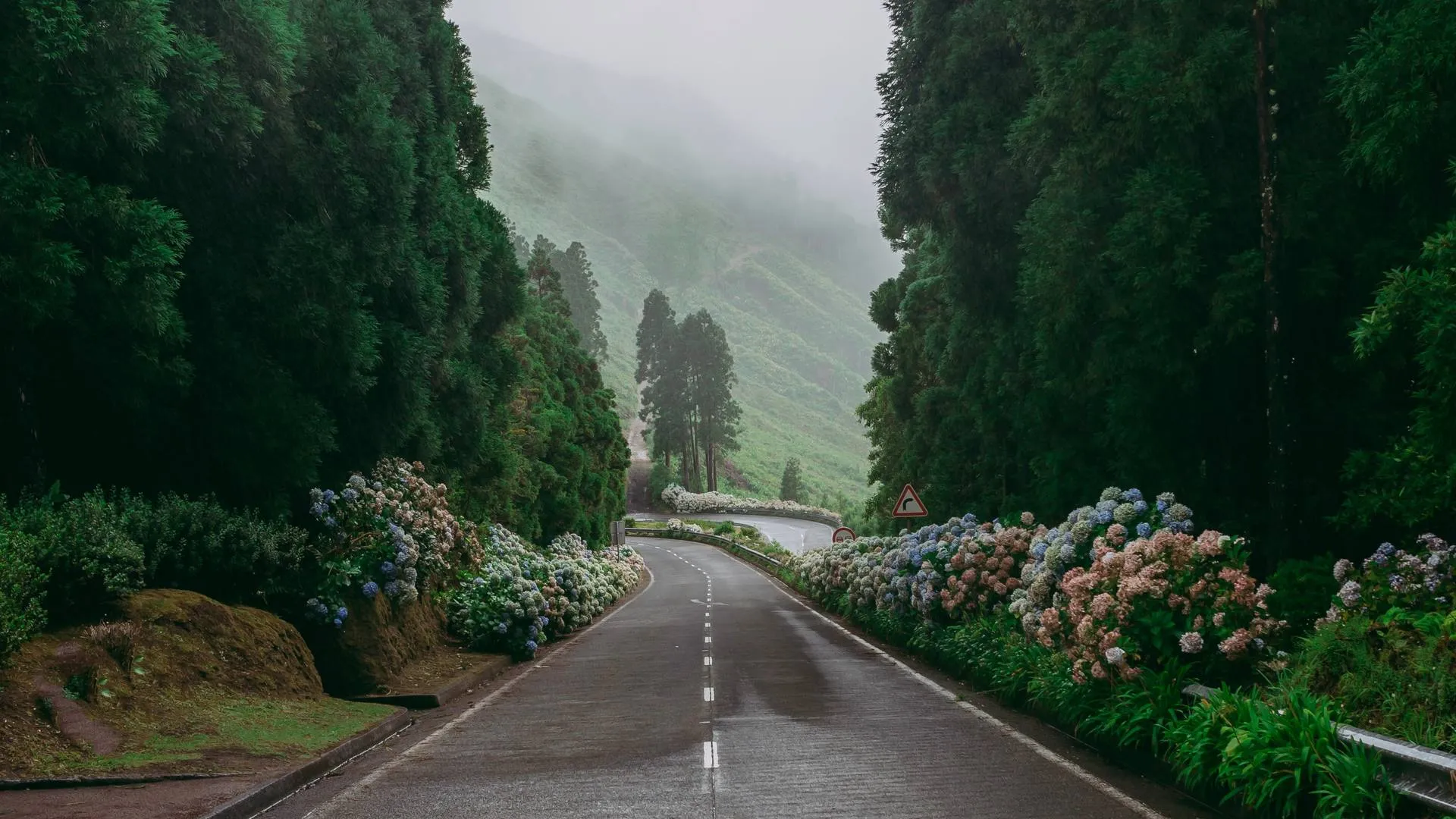 Azoren eiland Flores Weg Natuur Hortensia Wolken