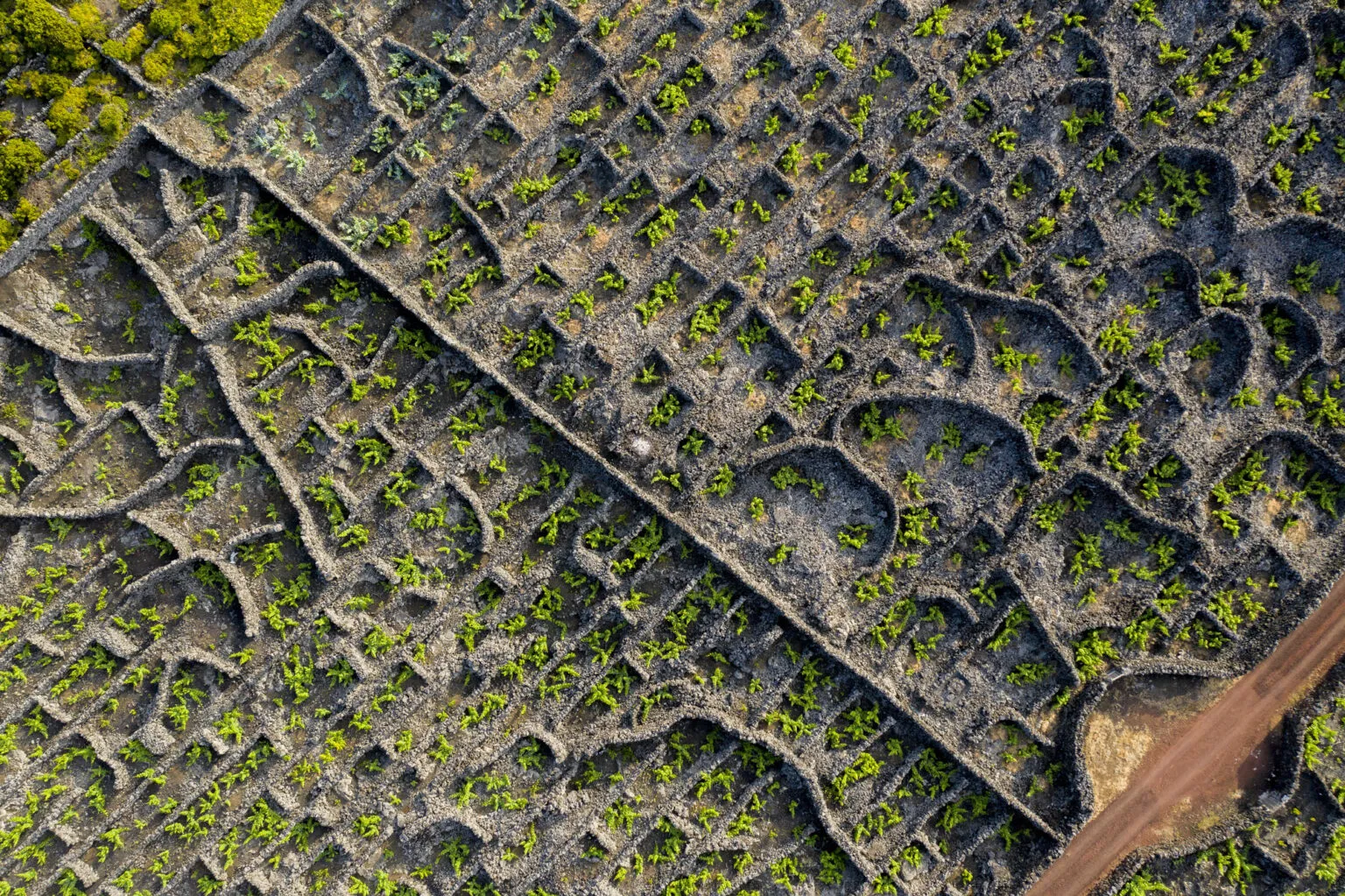De traditionele vulkanische wijngaarden met zwarte basaltstenen muurtjes op het eiland Pico in de Azoren