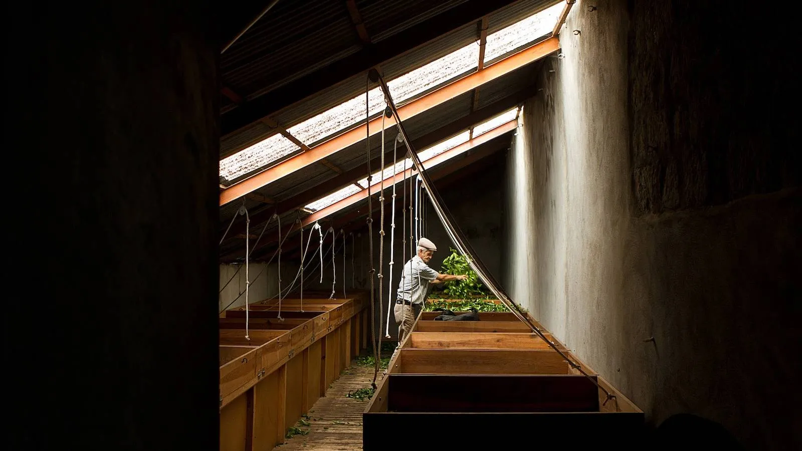 Azoren Sao Miguel Cha Gorreana Thee Plantage man aan het werk