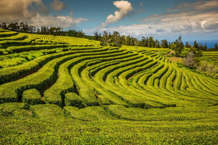 Azoren Sao Miguel Porto Formosso Cha Gorreana Thee Plantage Gaard Groen
