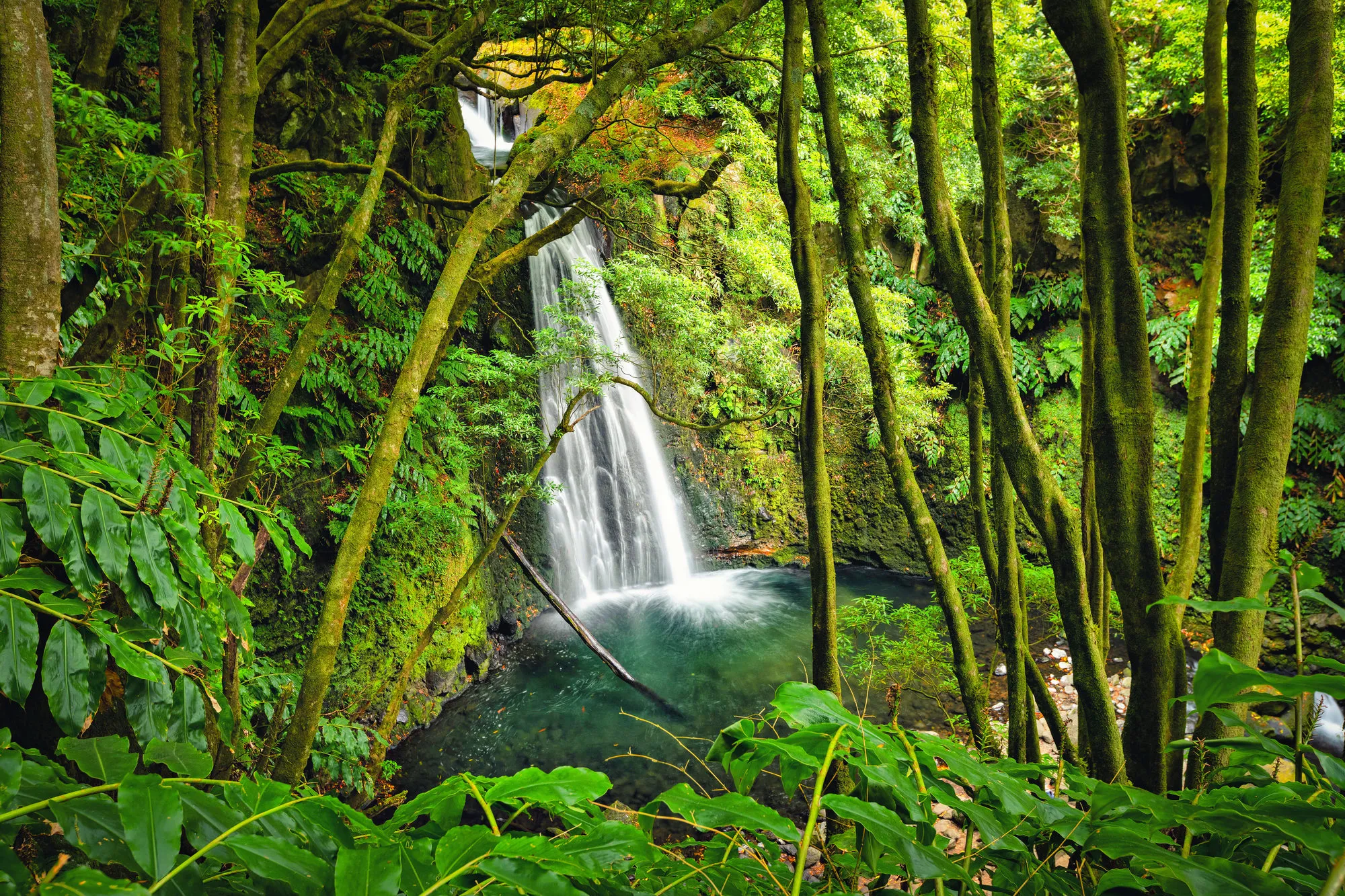 Azoren Sao Miguel Salto Do Prego Waterval Groen Bos