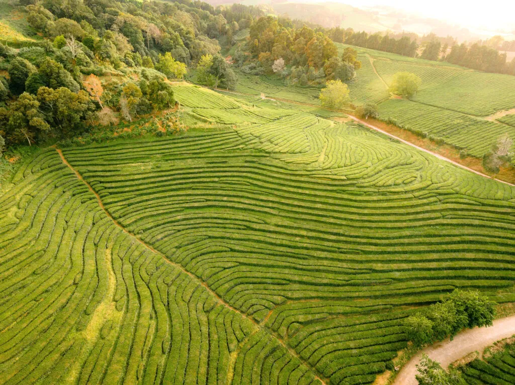 Perspectief van boven op de glooiende groene heuvels met de golvende haagrijen van theeplantage Chá Gorreana.