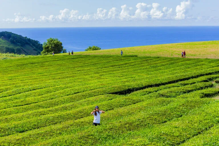 Azoren Sao Miguel Theevelden Reizigers Mensen Cha Gorreana