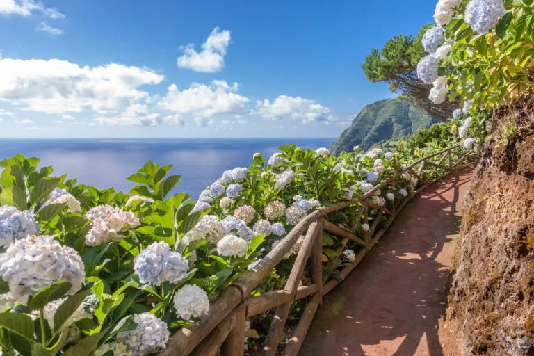 Een bergweg met uitzicht op zee wordt omzoomd door weelderige blauwe hortensia's op het eiland São Miguel