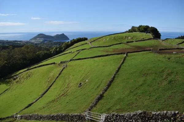 Uitgestrekte groene hellingen verdeeld door zwarte lavastenen muurtjes voor wijnbouw in Biscoitos op het eiland Terceira, met zicht op de oceaan.