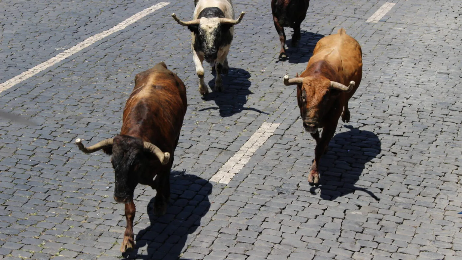 Een groep stieren rent over een geplaveide straat tijdens de traditionele tourada à corda op de Azoren.