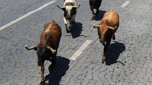 Een groep stieren rent over een geplaveide straat tijdens de traditionele tourada à corda op de Azoren.