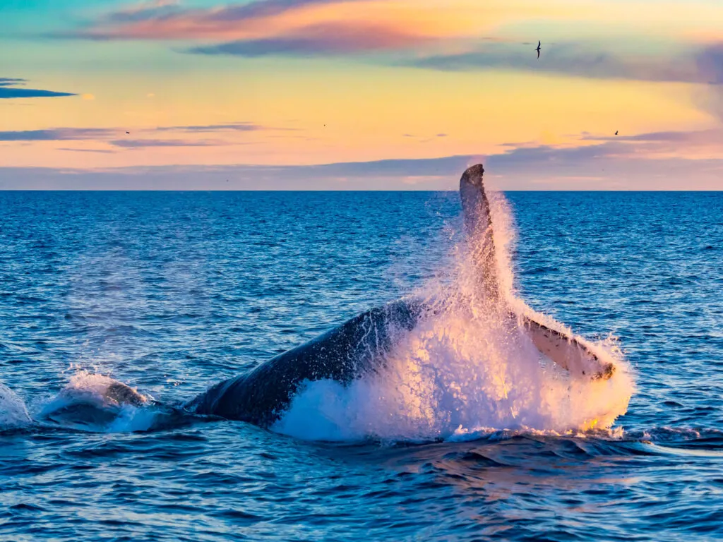 Bultrug walvis springt krachtig uit het water met spattend zeewater onder een kleurrijke oranje-gele zonsondergang in de oceaan bij de Azoren