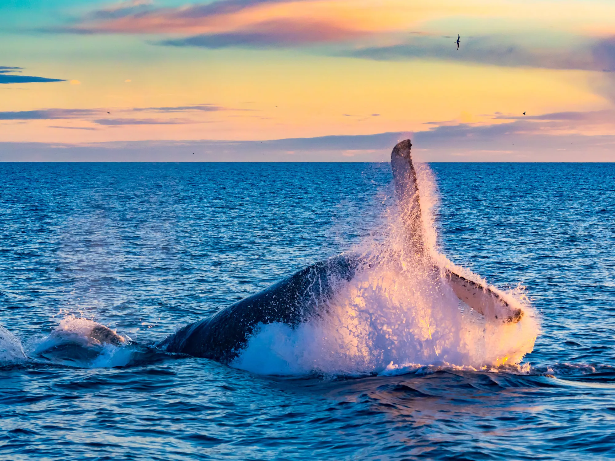 Azoren Fauna Bultrug Oceaan Blauw Natuur Zonsondergang