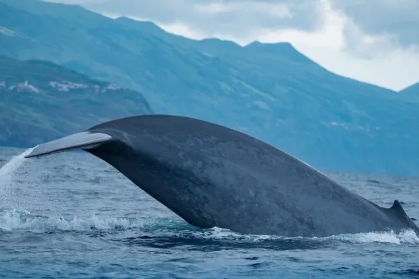 Walvis spotten tijdens een boottour bij de Azoren tijdens een Azoren vakantie in april