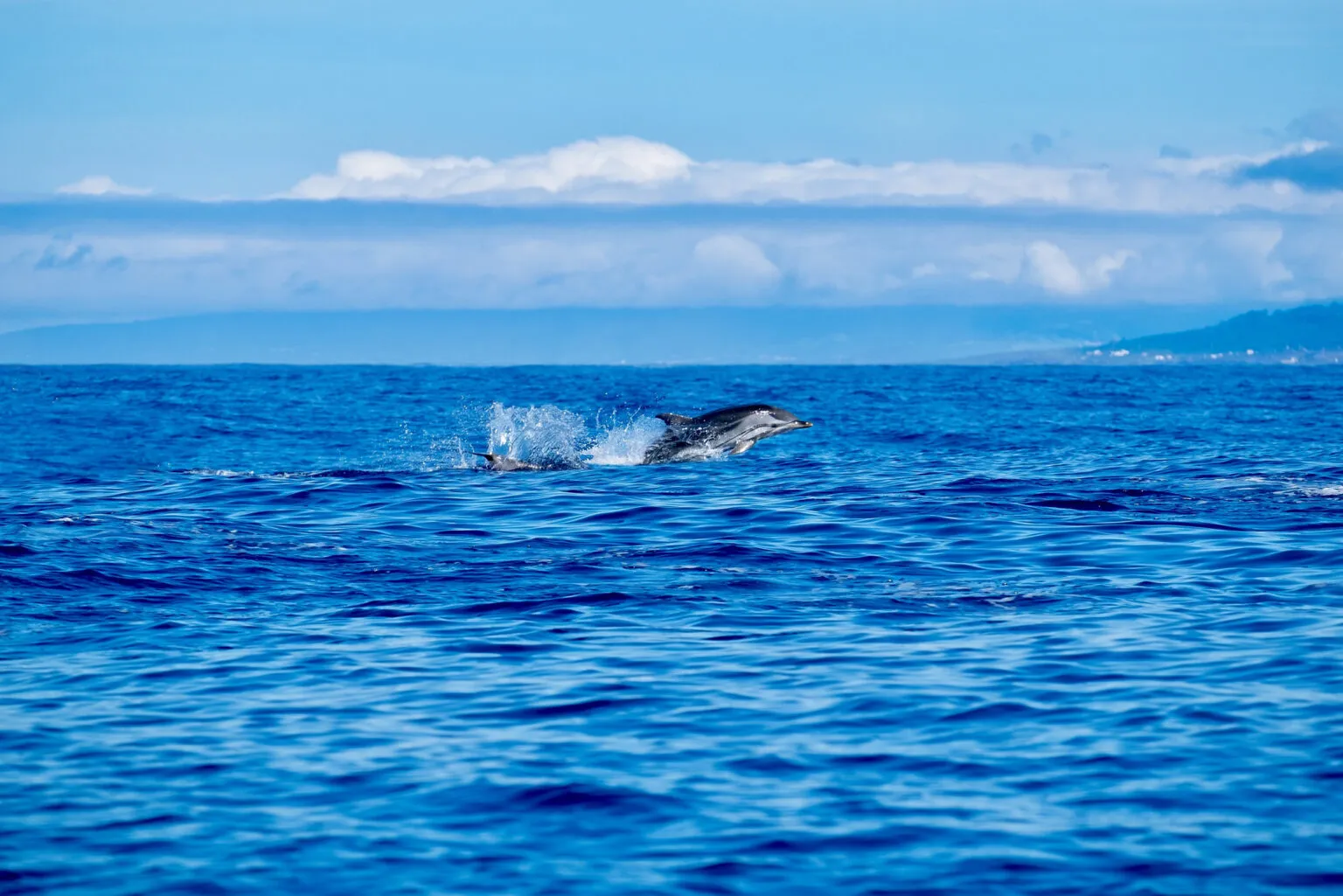 Een dolfijn springt op uit een helderblauwe oceaan met spattend water, tegen een achtergrond van een lichte horizon op de Azoren.