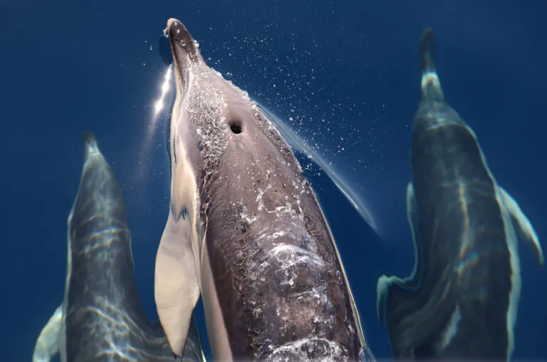 Azoren Fauna Dieren Dolfijnen Oceaan Water Blauw Azoren met kinderen