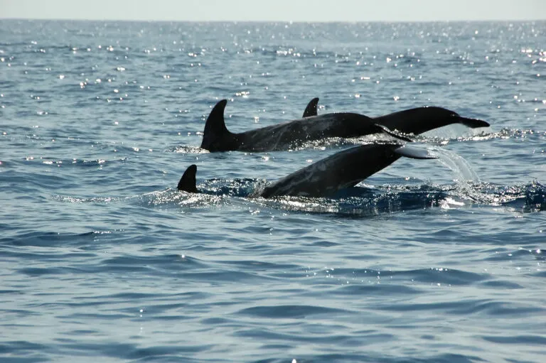 Azoren Fauna Dieren Dolfijnen Oceaan