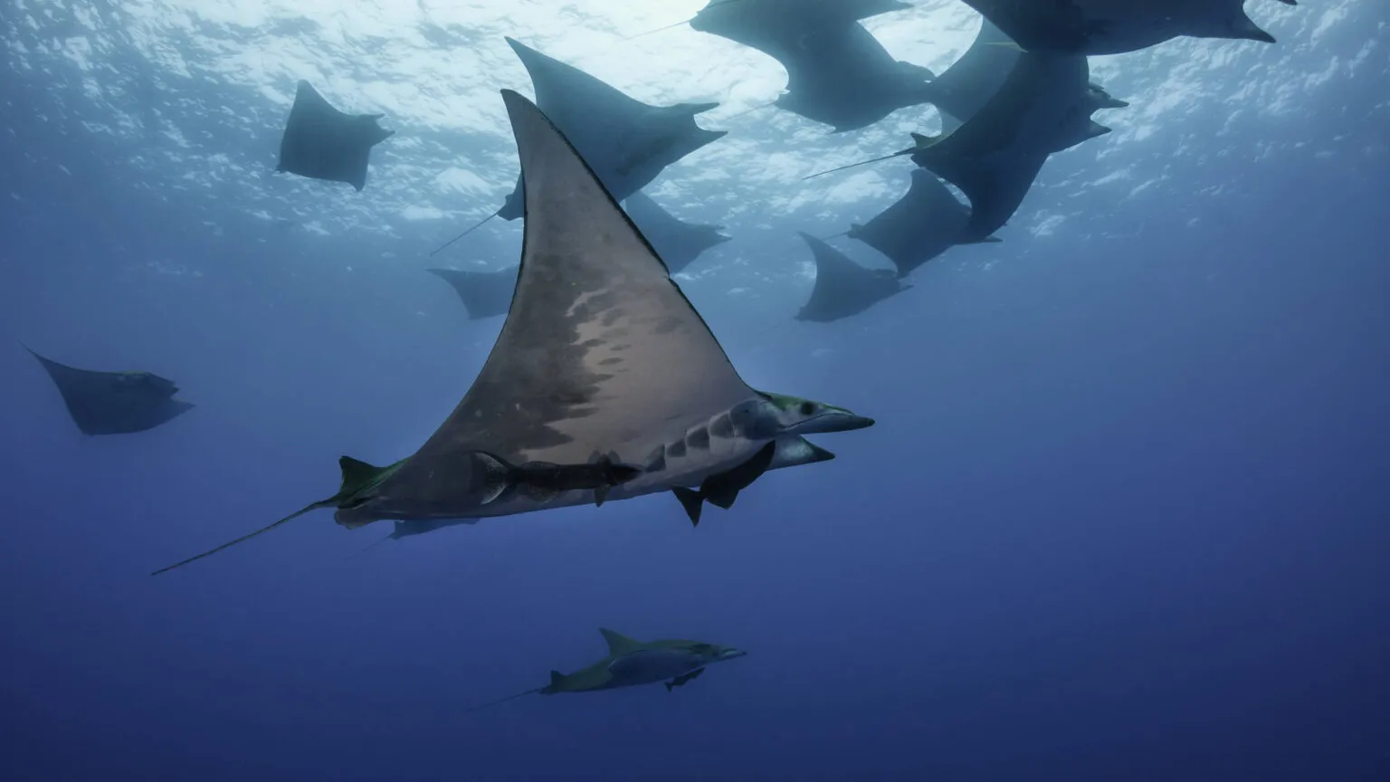Een school mobula-roggen zweeft door het diepblauwe oceaanwater van de Azoren, gezien van onderaf tegen het oplichtende wateroppervlak.