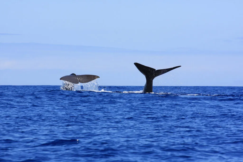Azoren Fauna Potvis in de blauwe Oceaan