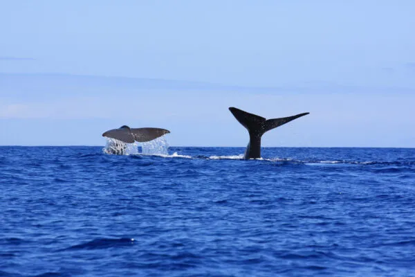 De grote zwarte staartvin van een potvis steekt hoog boven de diepblauwe zeewaterspiegel uit voor een duik in de Atlantische Oceaan.