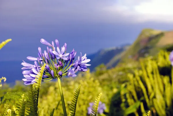 Paarse Agapanthus bloem in volle bloei tegen het groene berglandschap van de Azoren