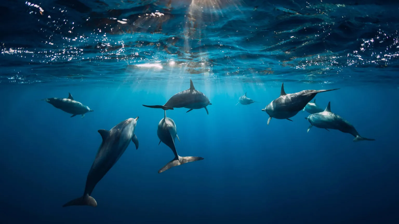 Groep dolfijnen die onder water zwemt in het diepblauwe oceaanwater bij de Azoren, met invallende zonnestralen door het wateroppervlak