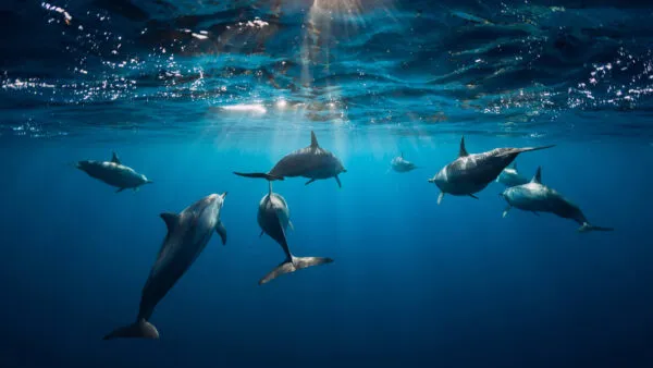 Groep dolfijnen die onder water zwemt in het diepblauwe oceaanwater bij de Azoren, met invallende zonnestralen door het wateroppervlak