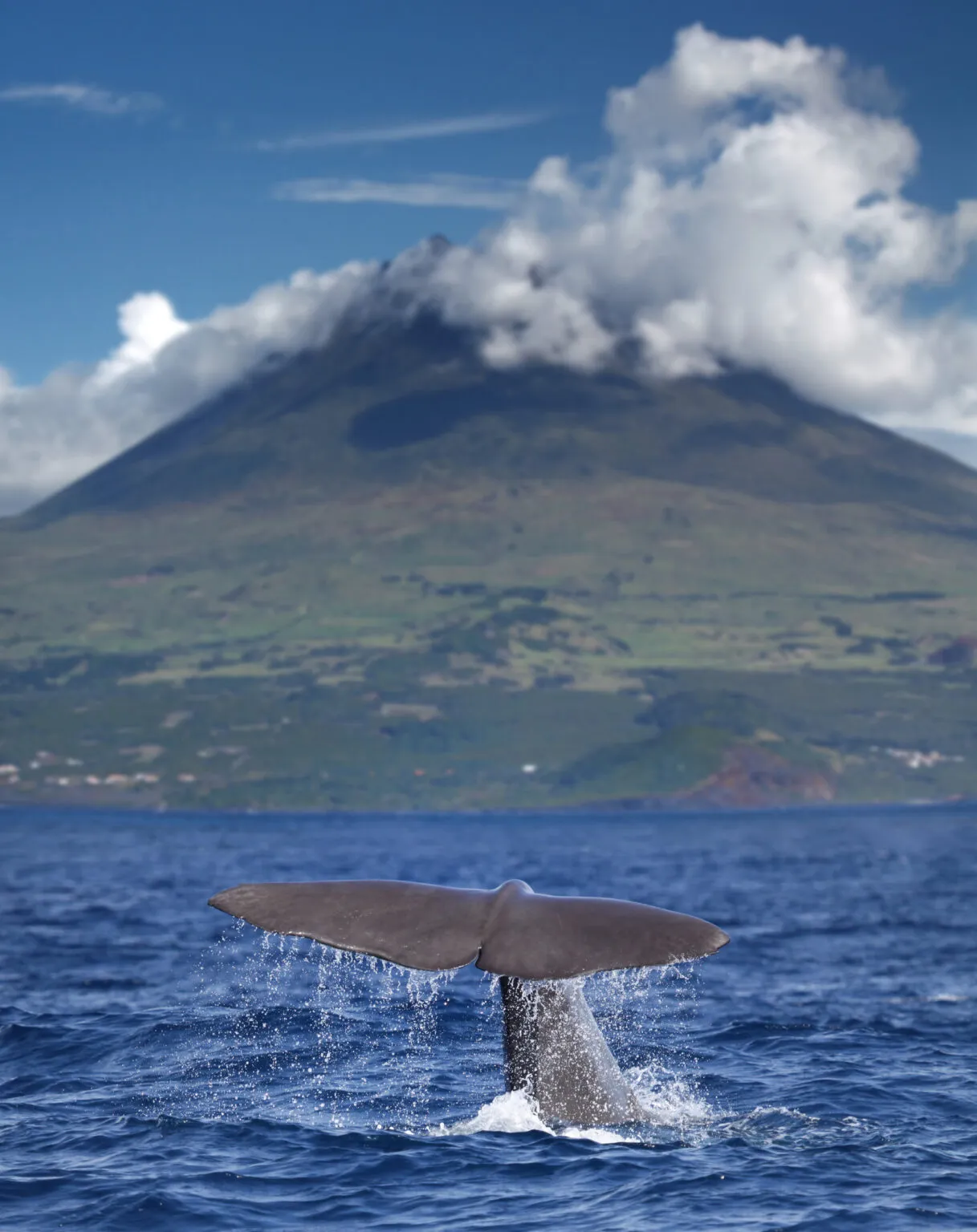 De grote staartvin van een potvis steekt boven de blauwe oceaan uit, met de vulkaan Mount Pico op de achtergrond.