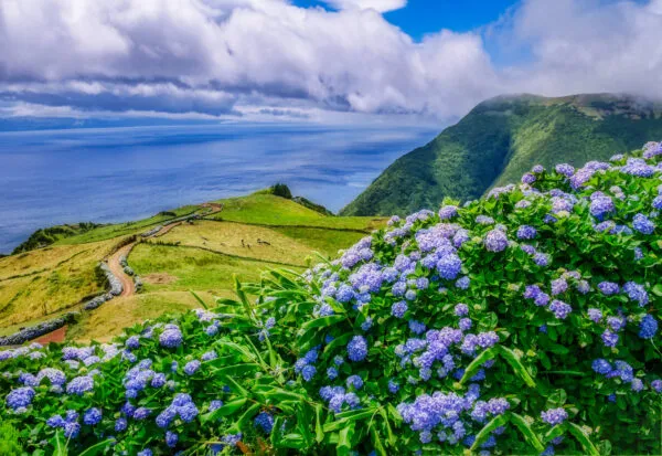 Bloeiende blauwe hortensia's langs de kustweg met uitzicht op de Atlantische Oceaan op de Azoren