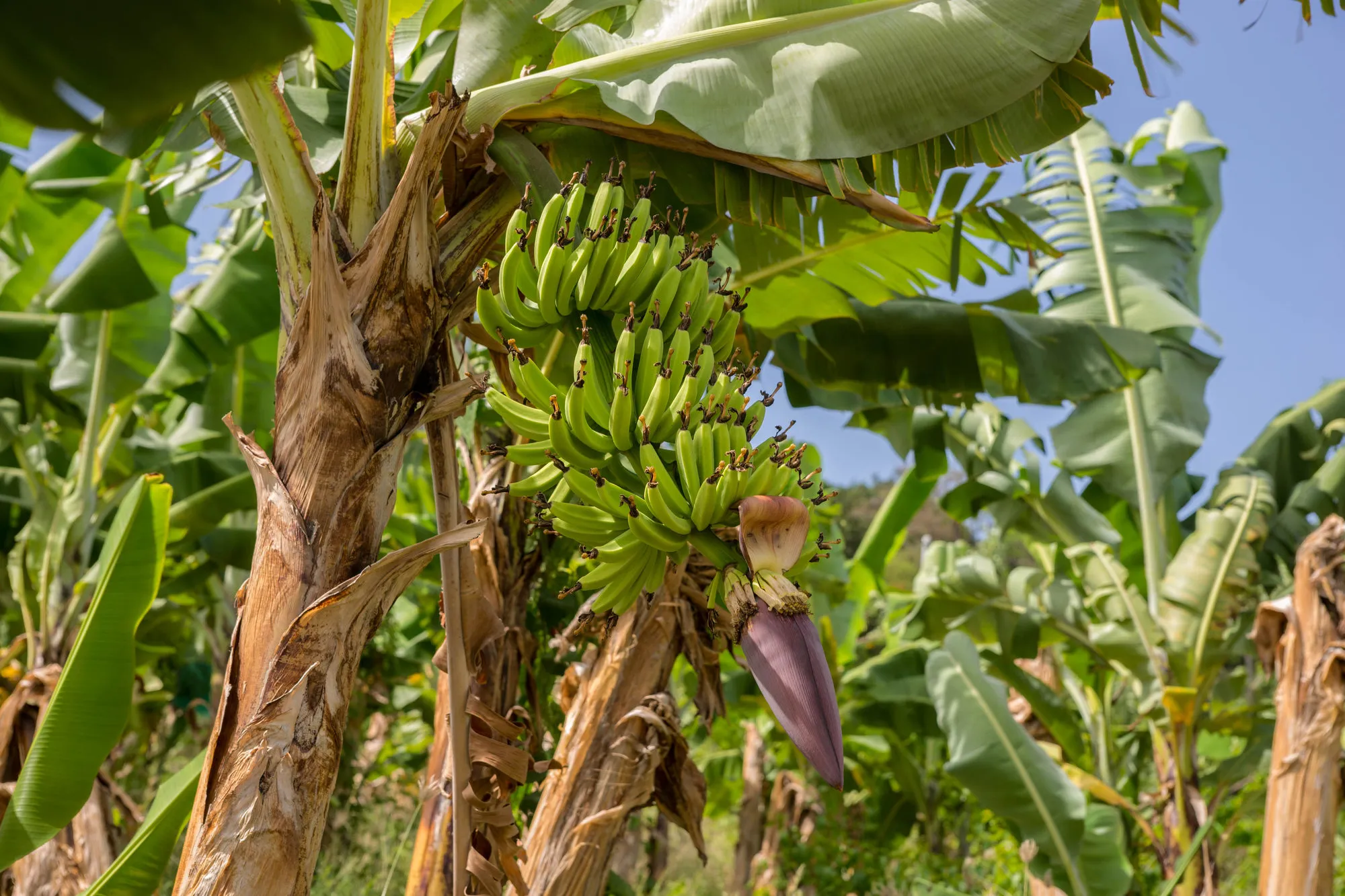biologische bananen plantage op het eiland Martinique