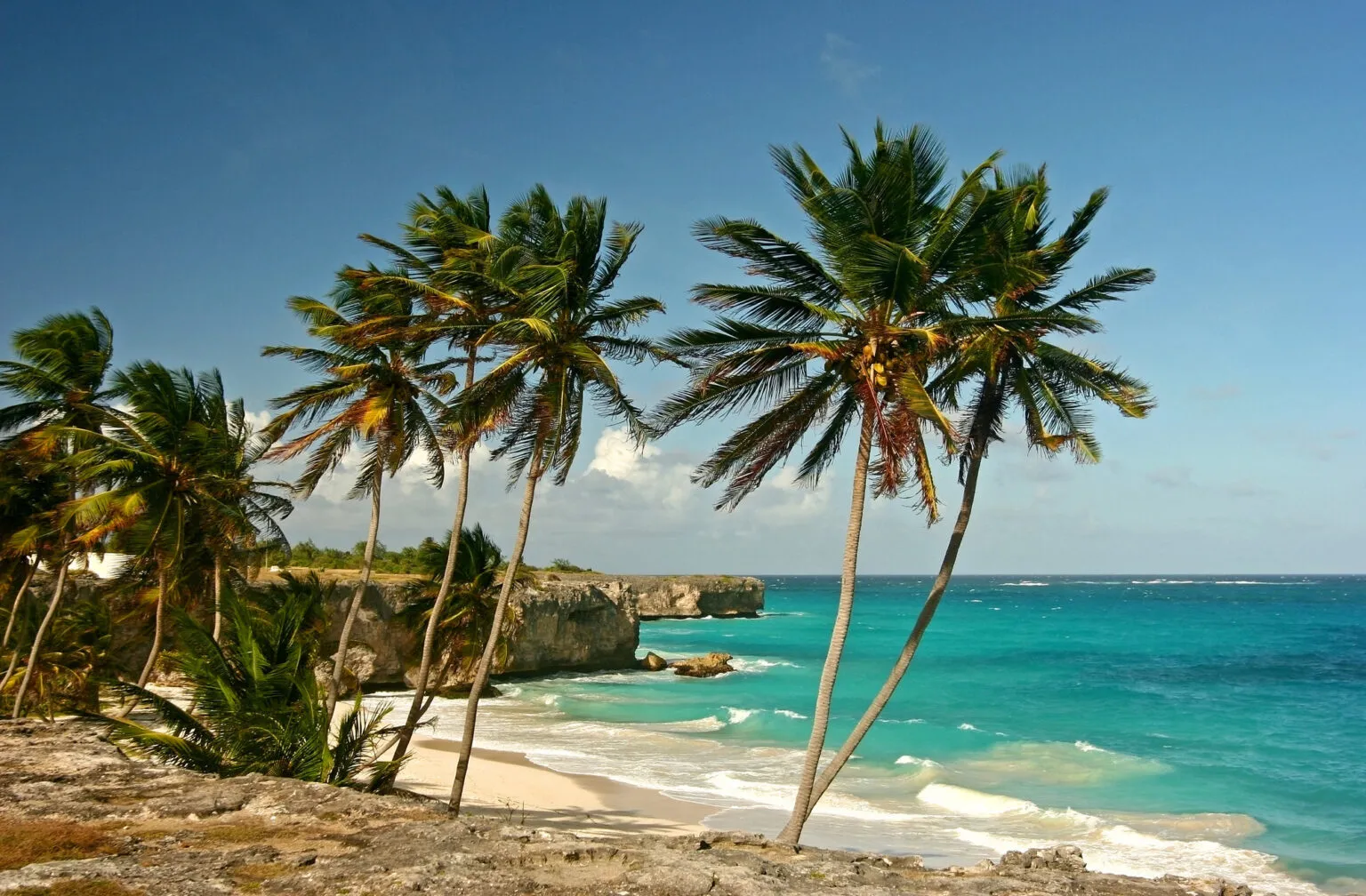 Twee schuin overhellende kokospalmen op de voorgrond met uitzicht op een zonnig zandstrand, turquoise zee en kliffen bij Bath Beach op Barbados.
