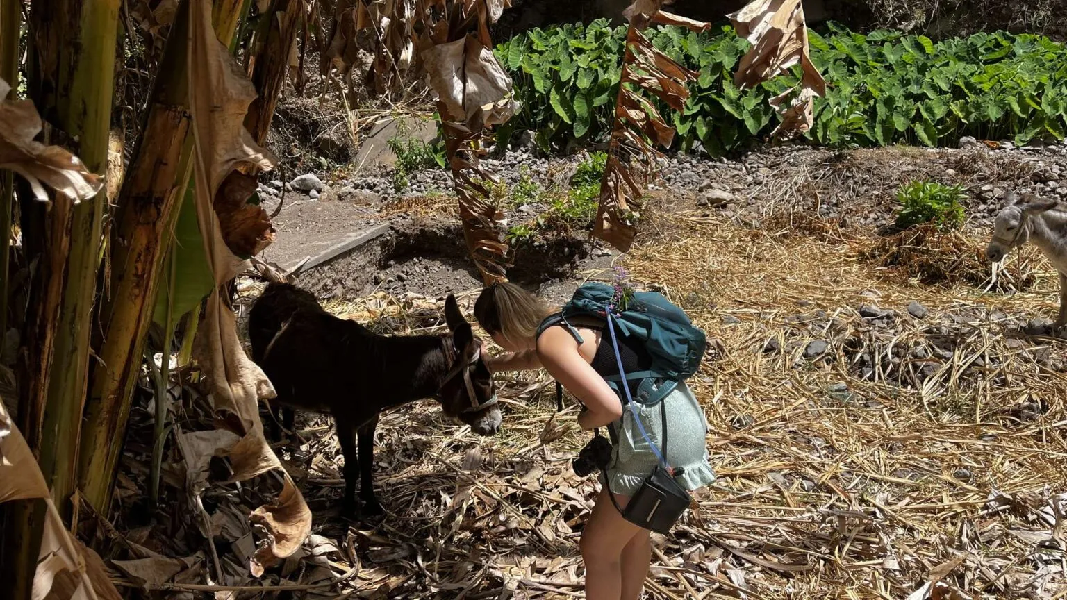 Een vrouw met een rugzak buigt voorover om een donker geitje te aaien langs een wandelpad op Santo Antão, Kaapverdië.