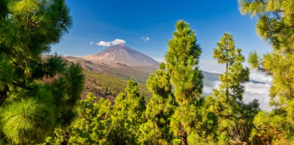 Groene Canarische dennenbomen op de voorgrond met zicht op de vulkaan El Teide en een wolkendek onder een heldere blauwe lucht op Tenerife.