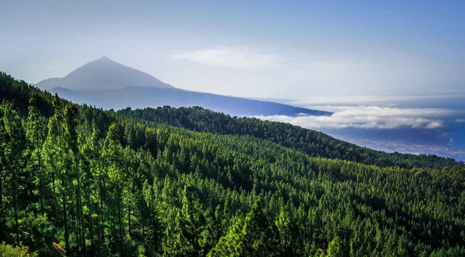Uitgestrekt groen dennenbos op een berghelling met in de verte het silhouet van de vulkaan El Teide boven een wolkendek op Tenerife