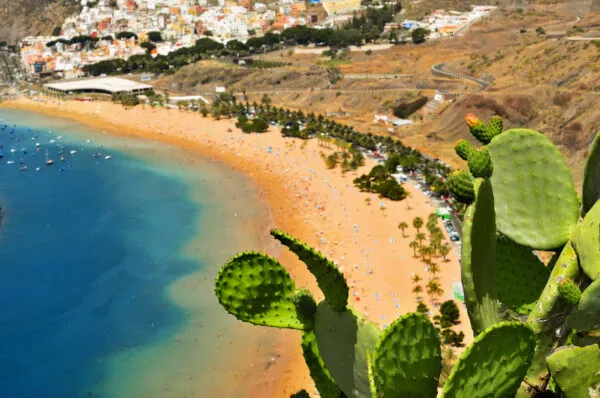 Uitzicht voorbij groene cactussen op het goudgele zandstrand van Playa de Las Teresitas en de heldere blauwe zee op Tenerife
