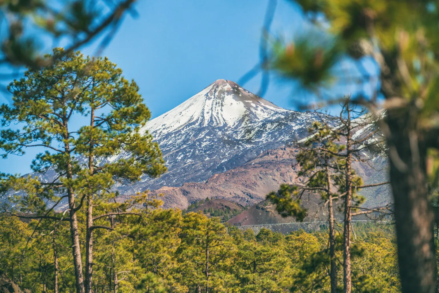 De sneeuwbedekte top van de vulkaan El Teide op Tenerife gezien door de takken van groene dennenbomen onder een heldere blauwe lucht