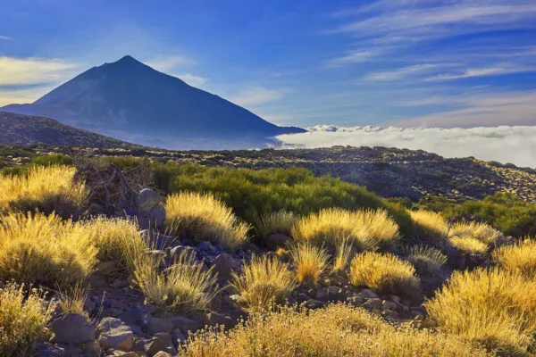 De iconische vulkaan El Teide torent hoog uit boven een vallei met gouden bergvegetatie en een dicht wolkendek onder een blauwe lucht.