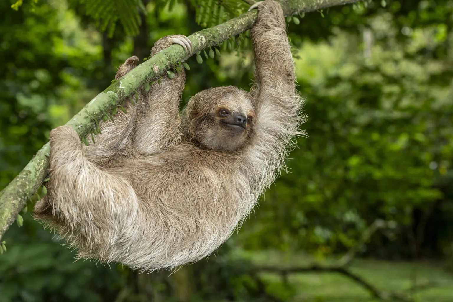 Een luiaard hangt aan een boomtak in de jungle van Costa Rica
