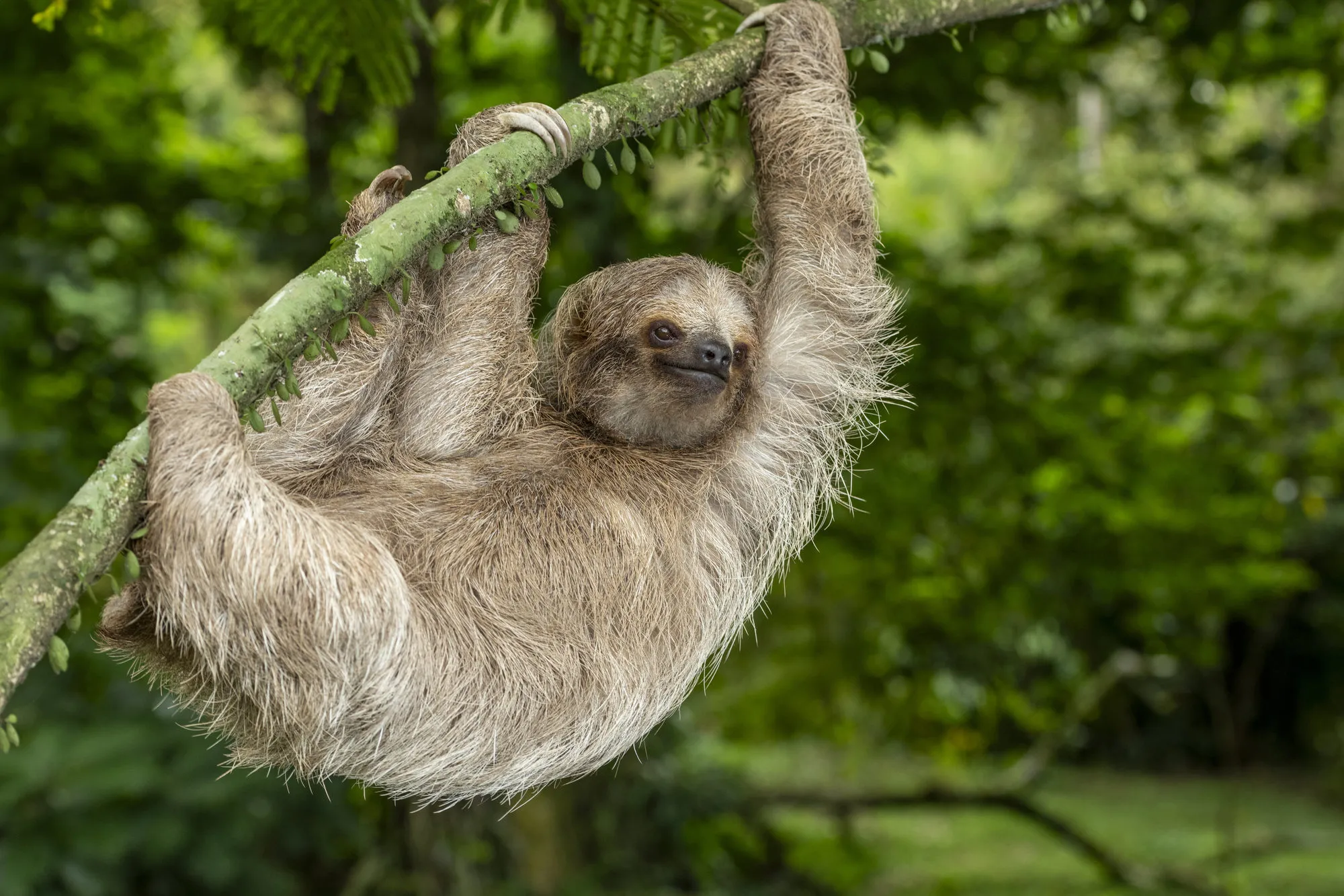 Een luiaard hangt aan een boomtak in de jungle van Costa Rica