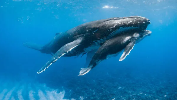 Een bultrugwalvis zwemt onder water dicht naast haar jong in de diepblauwe oceaan bij Tonga.