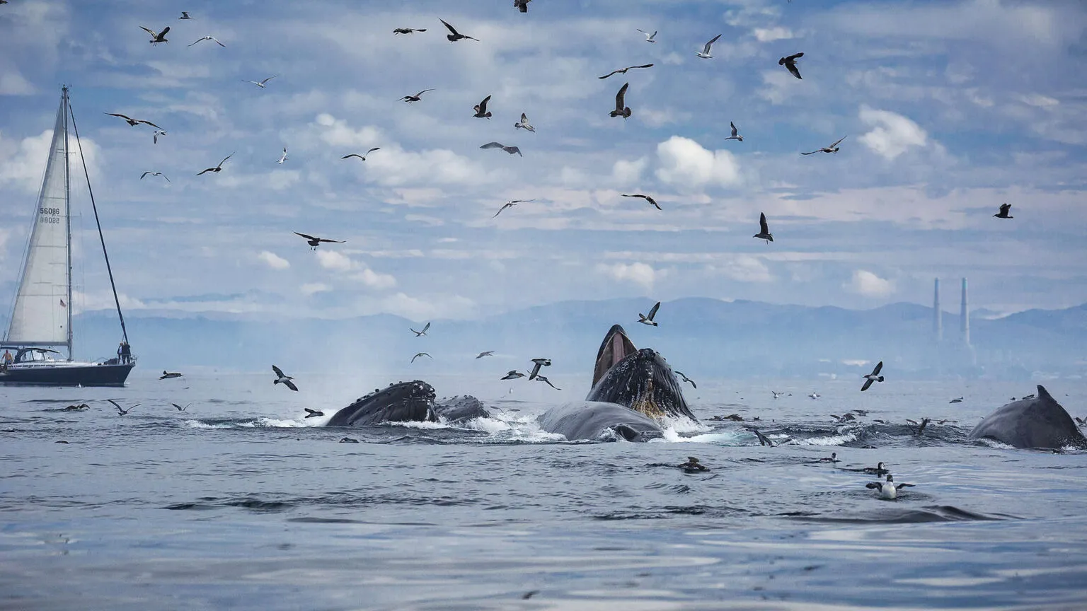 Een groep bultrugwalvissen komt boven water tussen rondvliegende zeevogels, met op de achtergrond een zeilboot op zee.