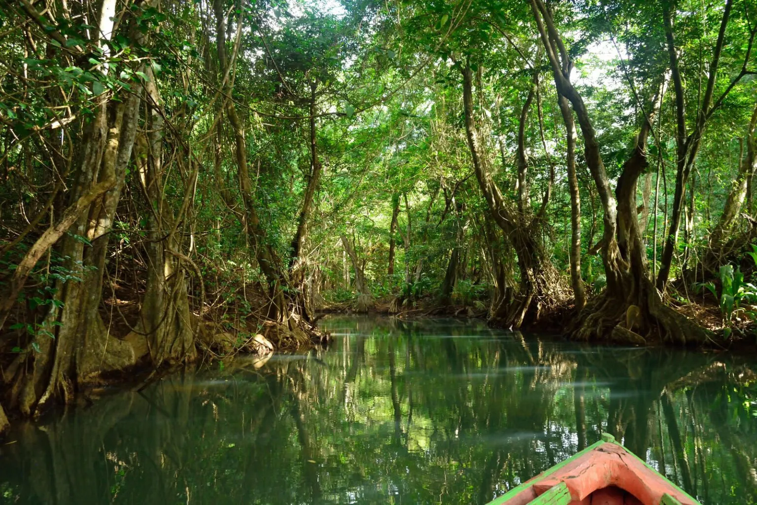 Perspectief vanaf een houten roeiboot die vaart over de kalme Indian River, omgeven door dichte, groene mangrovevegetatie en bomen op Dominica.