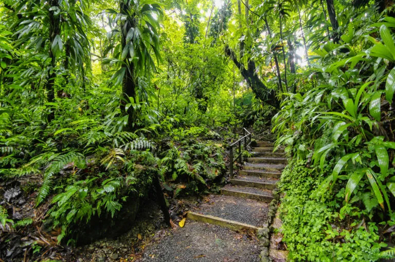 Wandelpad door het Morne Trois Pitons National Park met groene jungle