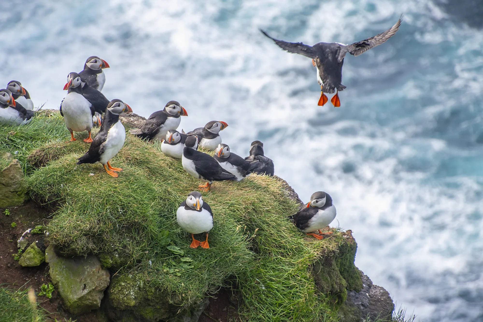 Papegaaiduikers op eiland Mykines, Faeröer eilanden