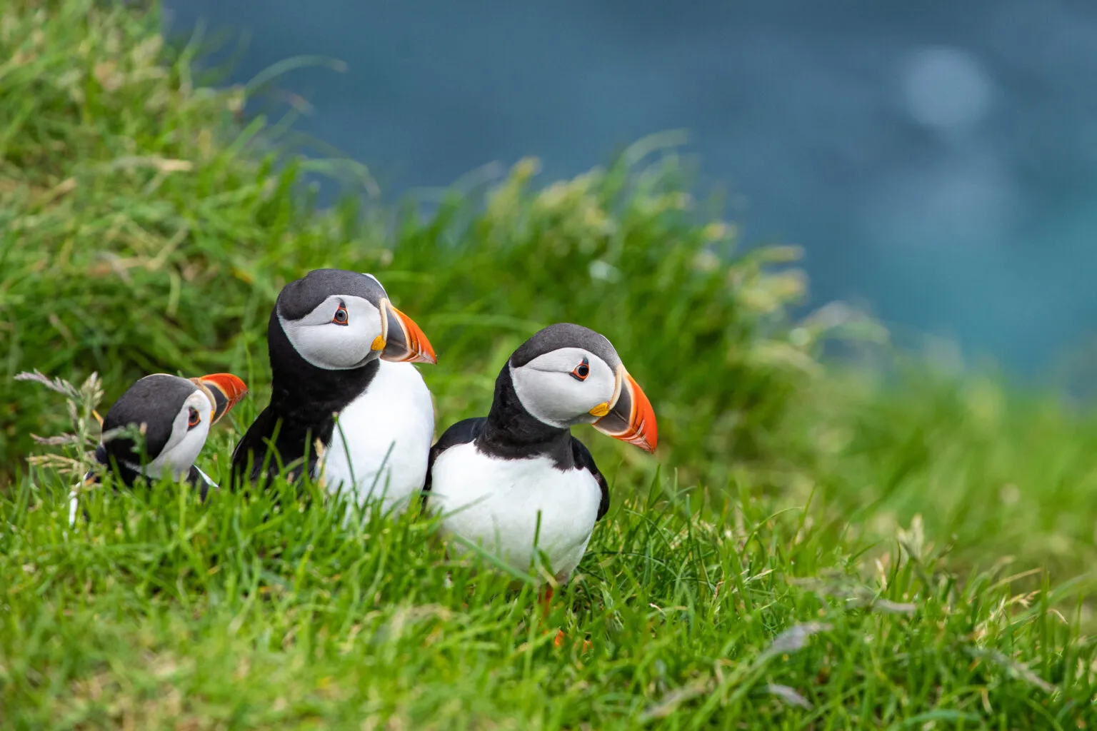 Papegaaiduikers op het eiland Mykines, Faeröer eilanden