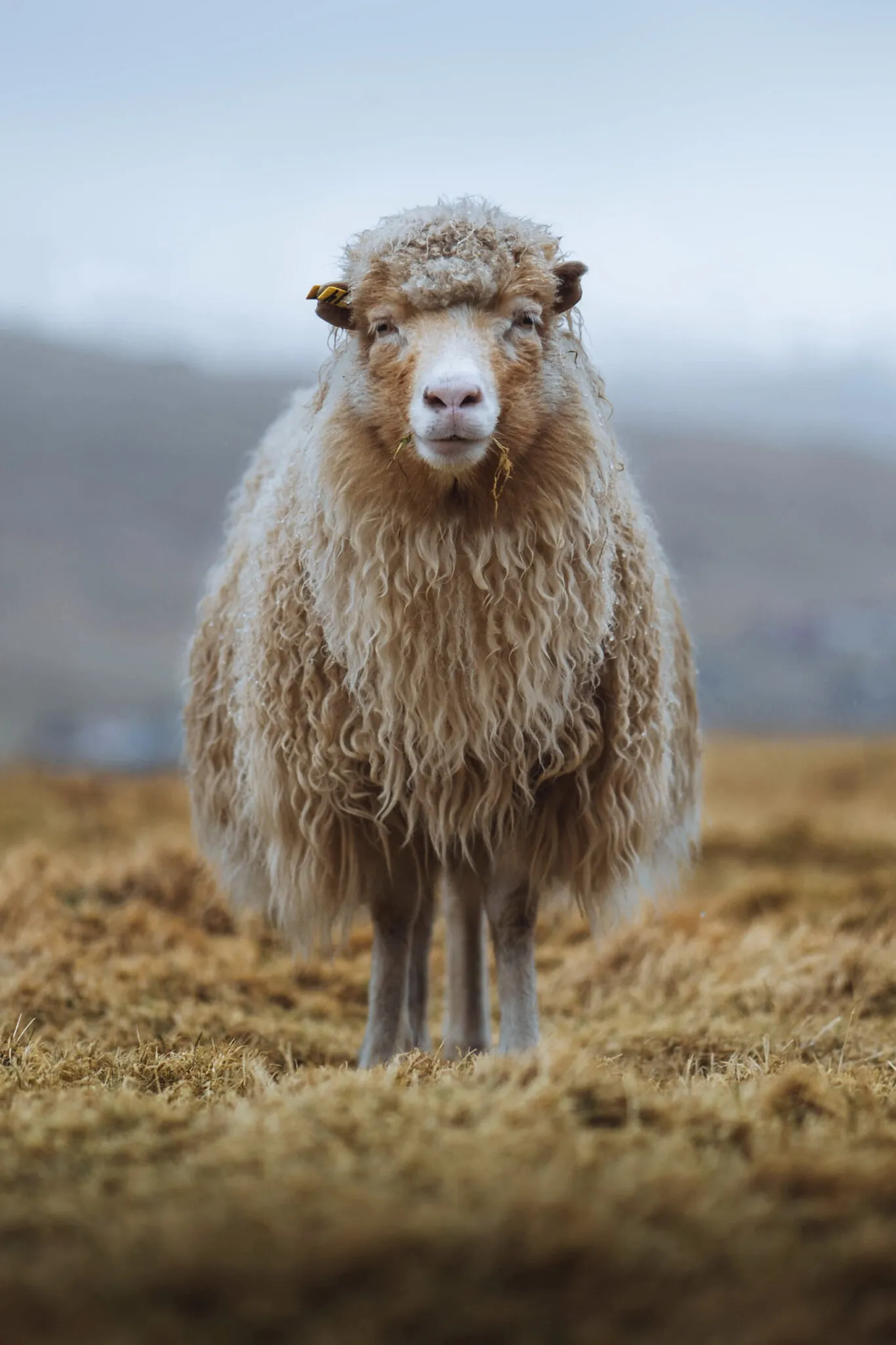 Een schaap in het landschap van de Faeröer eilanden